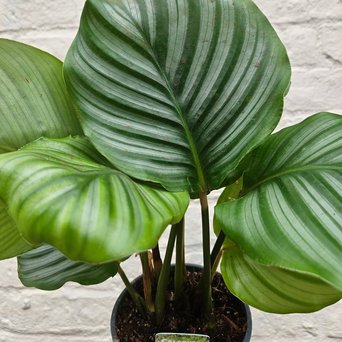 Calathea orbifolia (Prayer Plant)