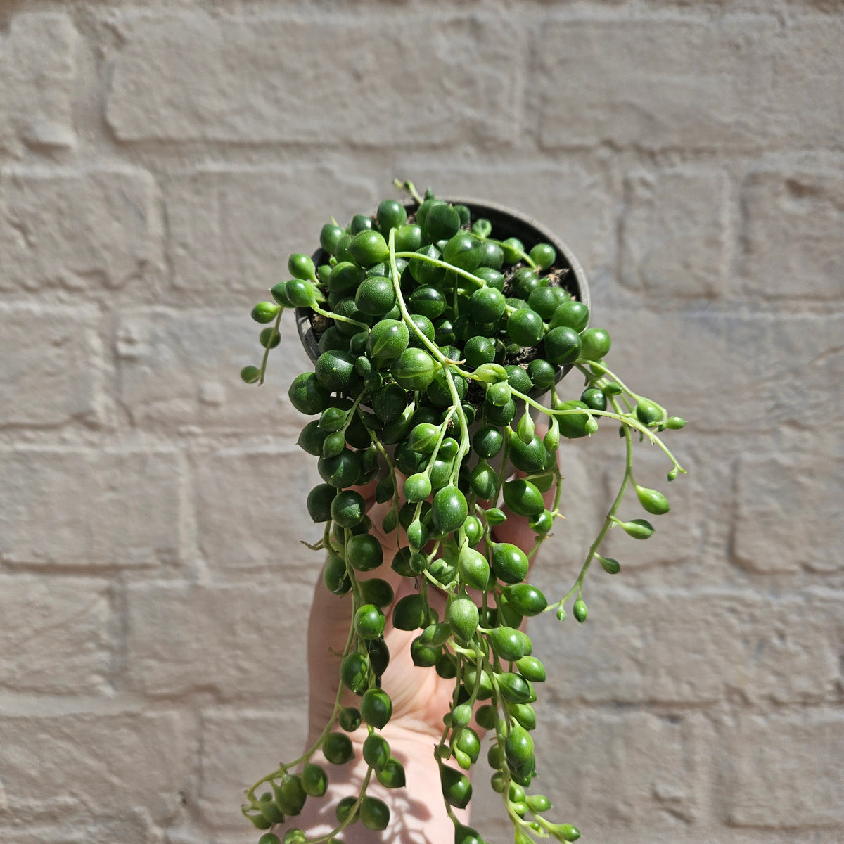 Curio rowleyanus (String of Beads)