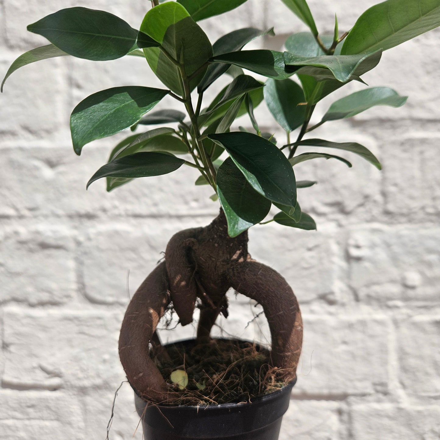Ficus microcarpa 'Ginseng'