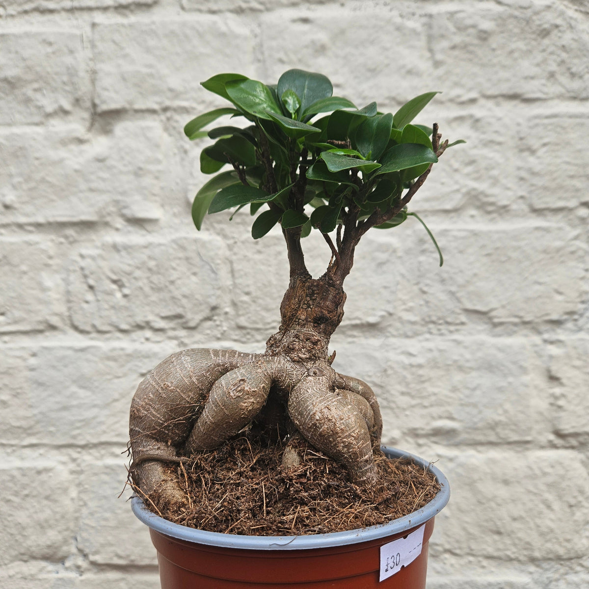 Ficus microcarpa 'Ginseng'