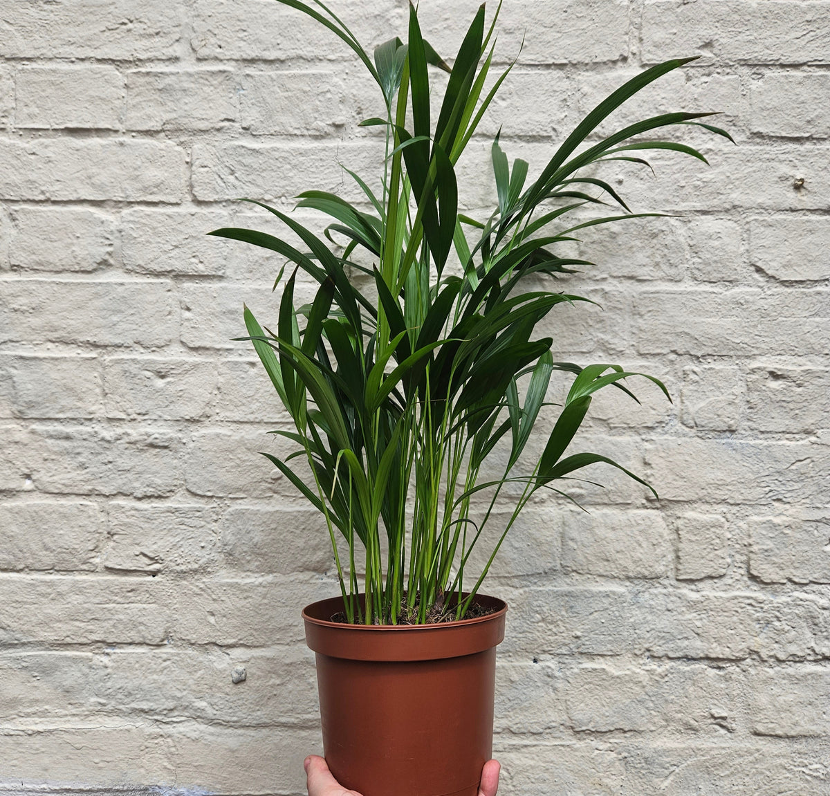 Dypsis lutescens (Areca Palm)