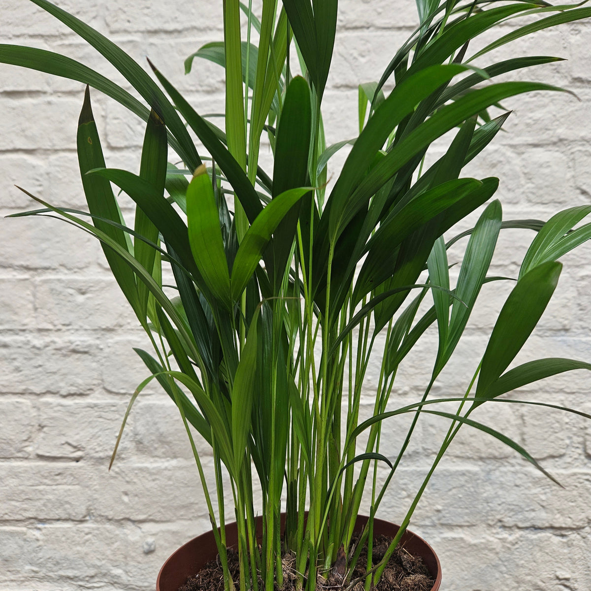 Dypsis lutescens (Areca Palm)