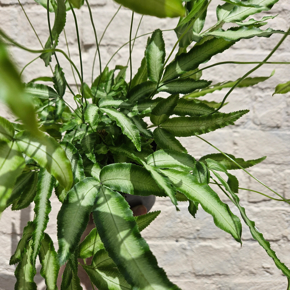Pteris cretica 'Albolineata' (Cretan Brake Fern)