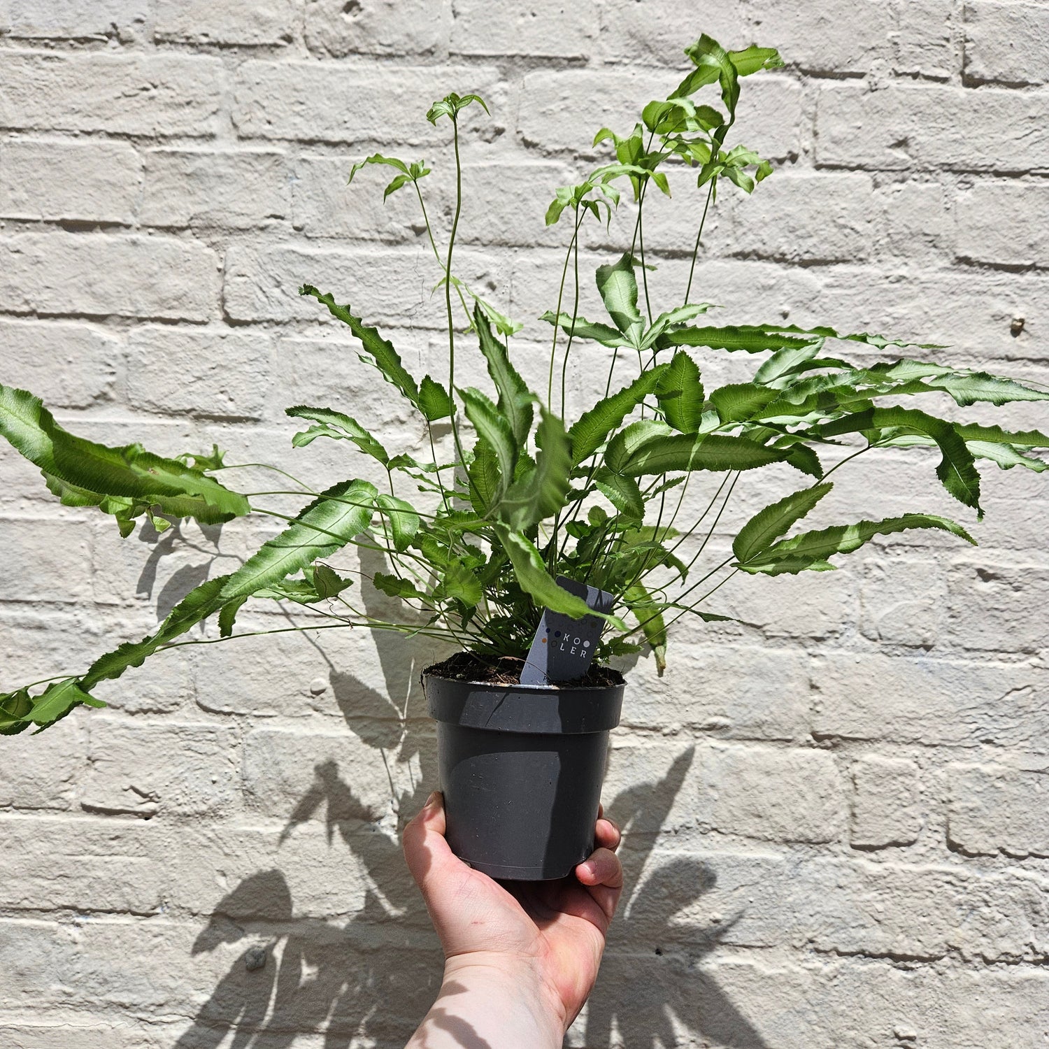 Pteris cretica 'Albolineata' (Cretan Brake Fern)