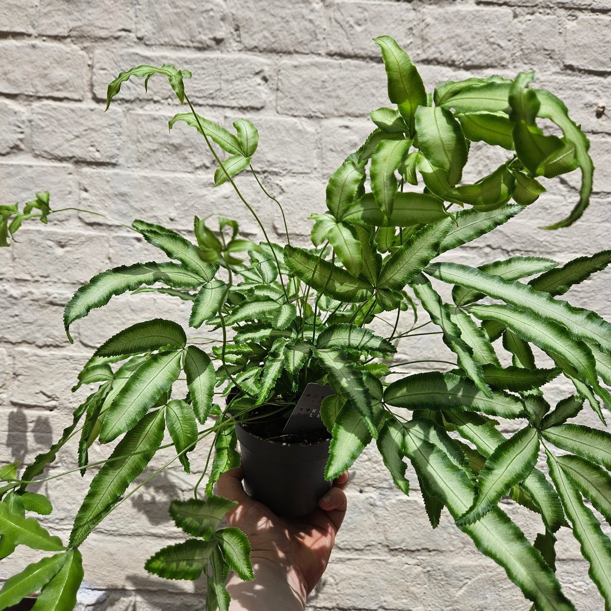 Pteris cretica 'Albolineata' (Cretan Brake Fern)