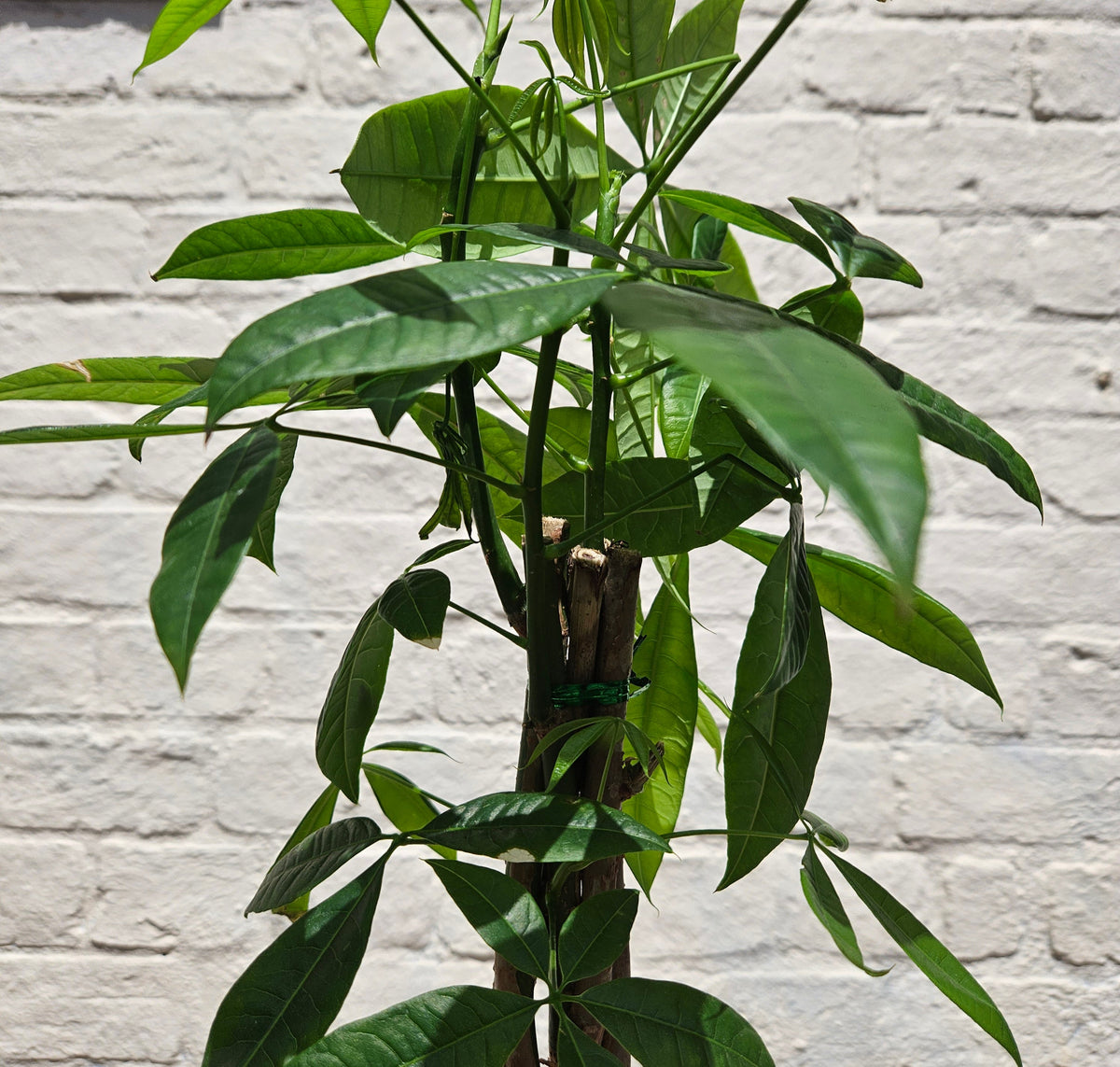 Pachira aquatica (Money Tree)