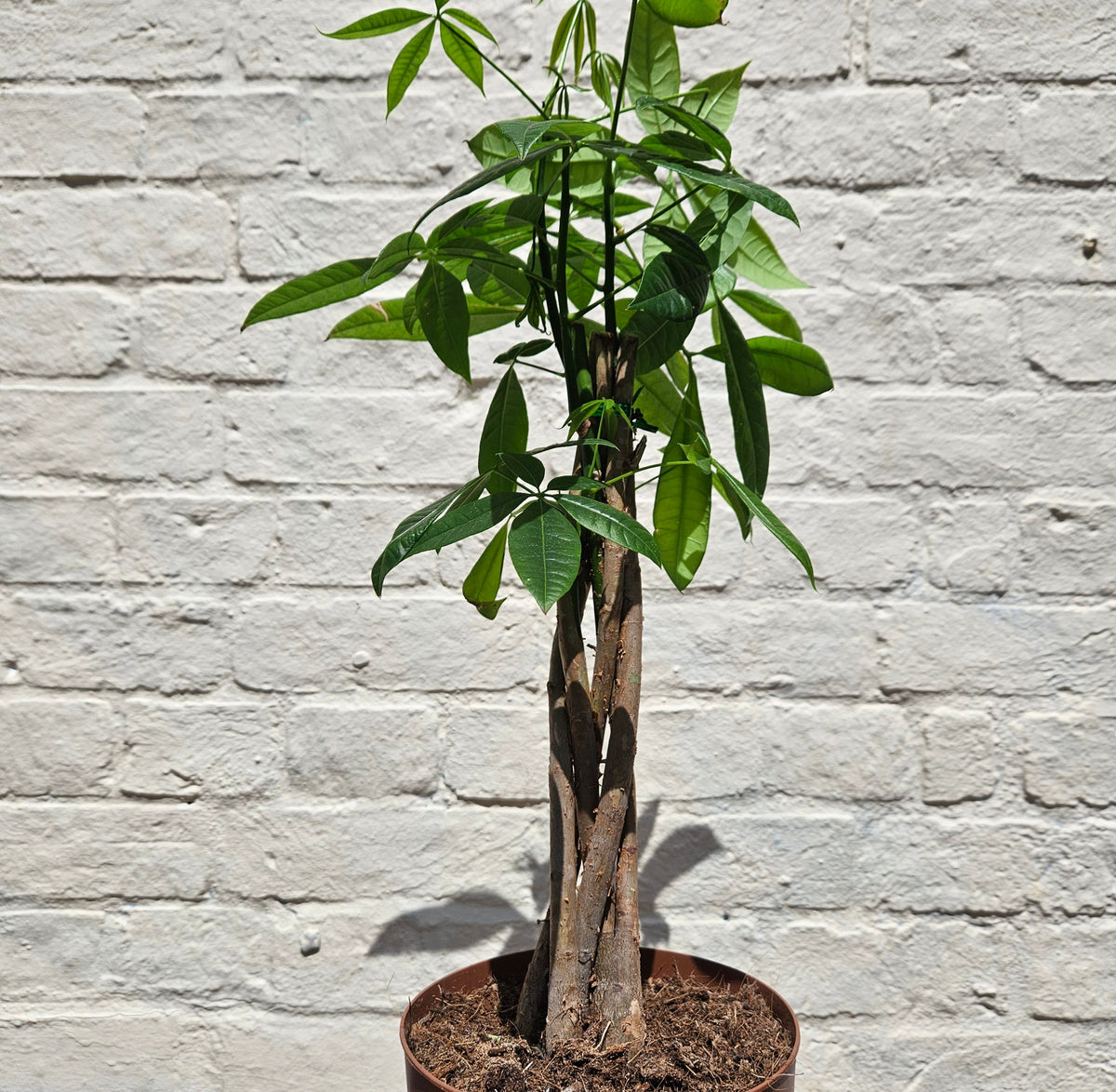 Pachira aquatica (Money Tree)