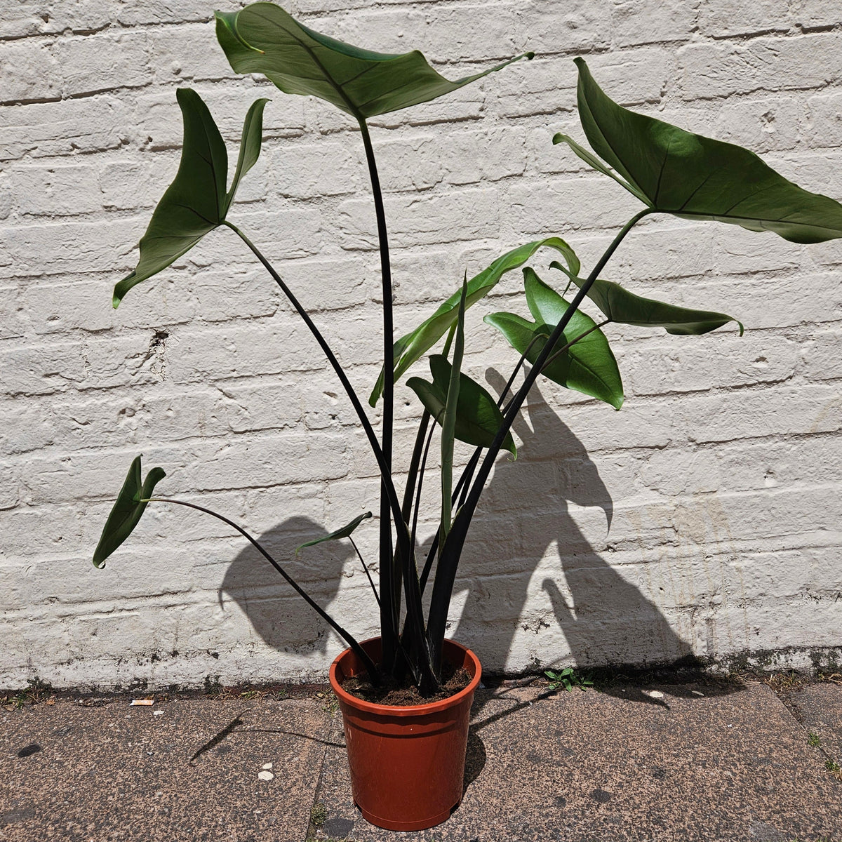 Alocasia zebrina 'Black Stem'