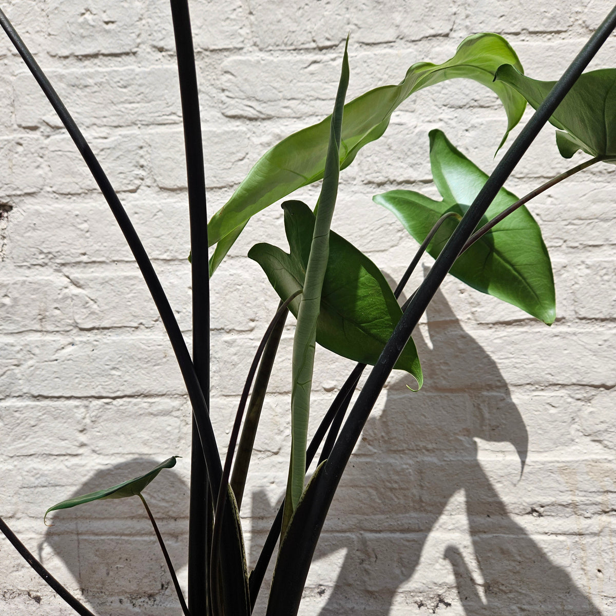 Alocasia zebrina 'Black Stem'