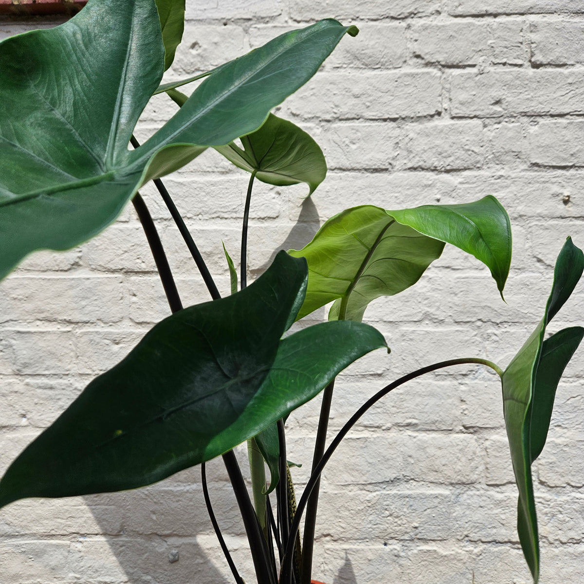 Alocasia zebrina 'Black Stem'