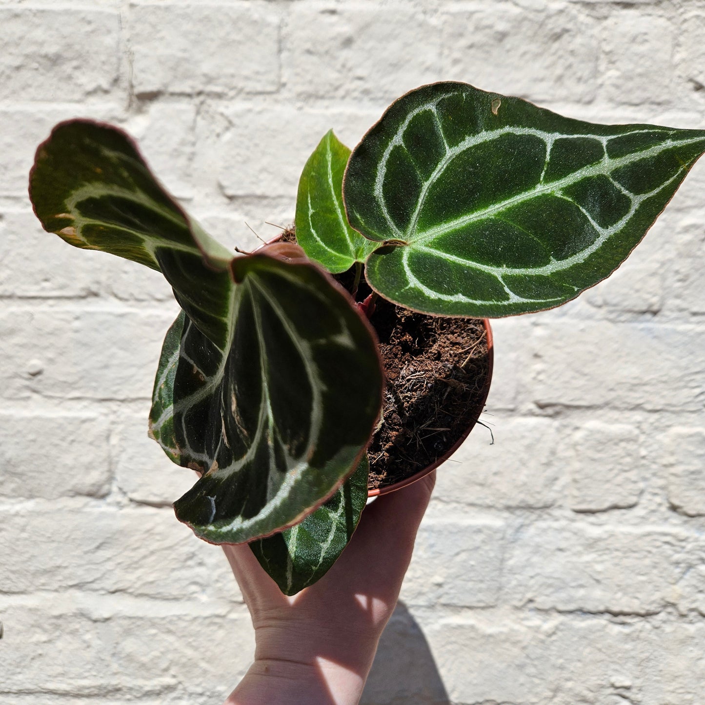 Anthurium crystallinum (Crystal Anthurium)