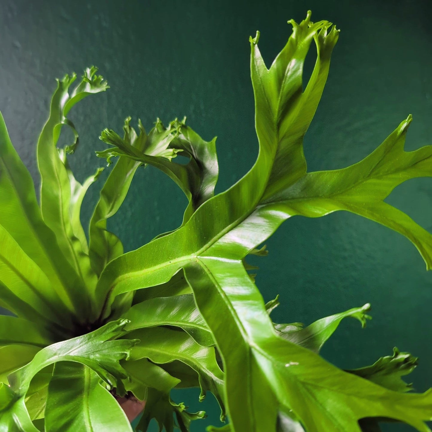 Asplenium nidus 'Crissie' (Birds nest fern)