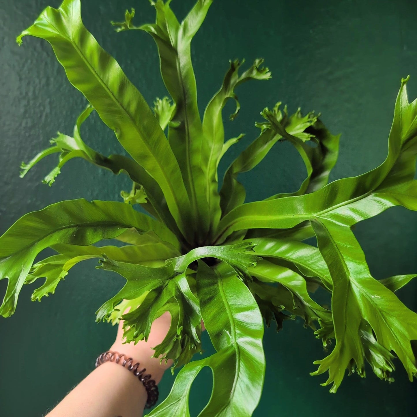 Asplenium nidus 'Crissie' (Birds nest fern)