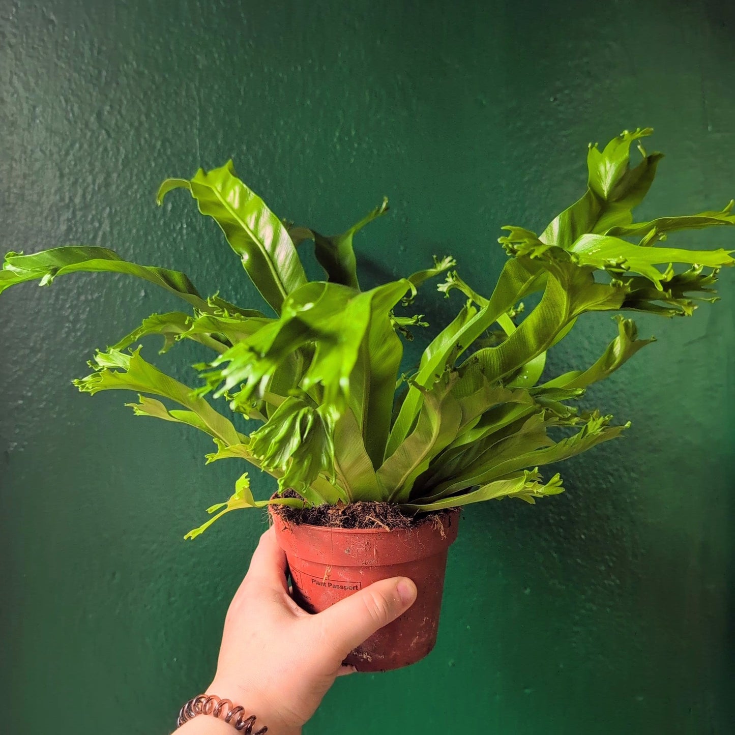 Asplenium nidus 'Crissie' (Birds nest fern)