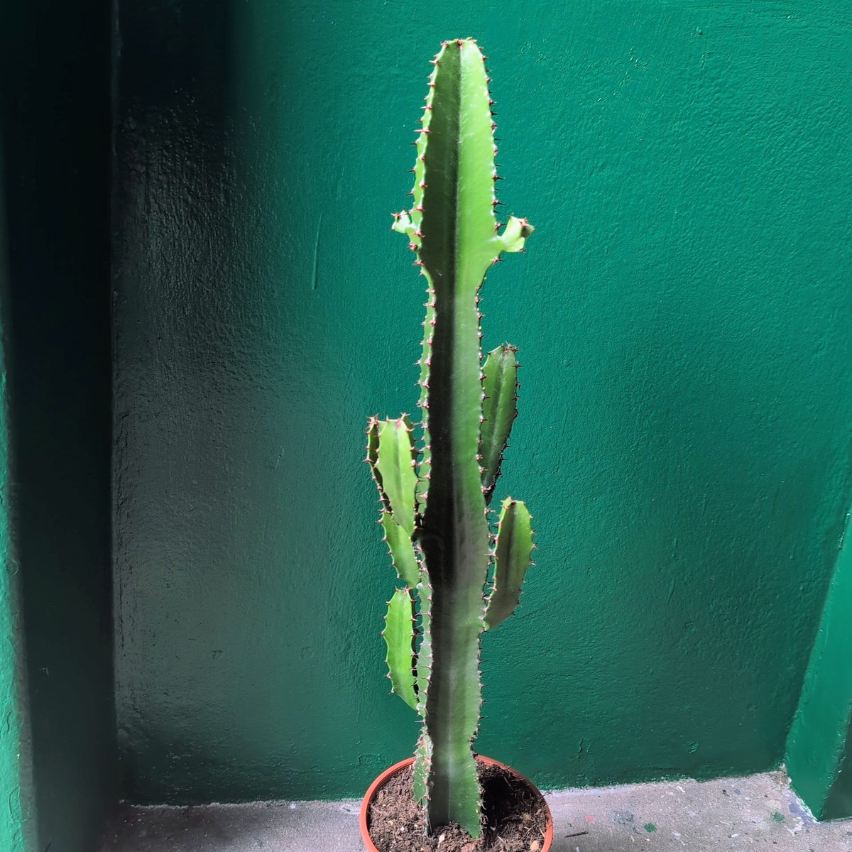 Euphorbia Acrurensis Houseplant - Desert Candle Cactus