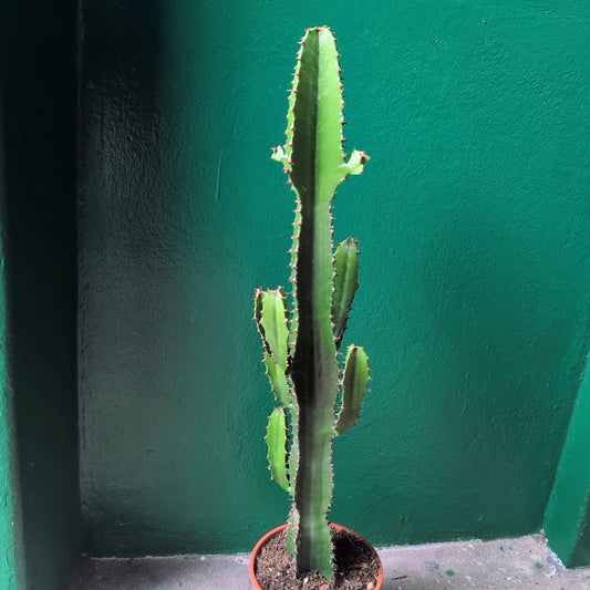 Euphorbia Acrurensis Houseplant - Desert Candle Cactus