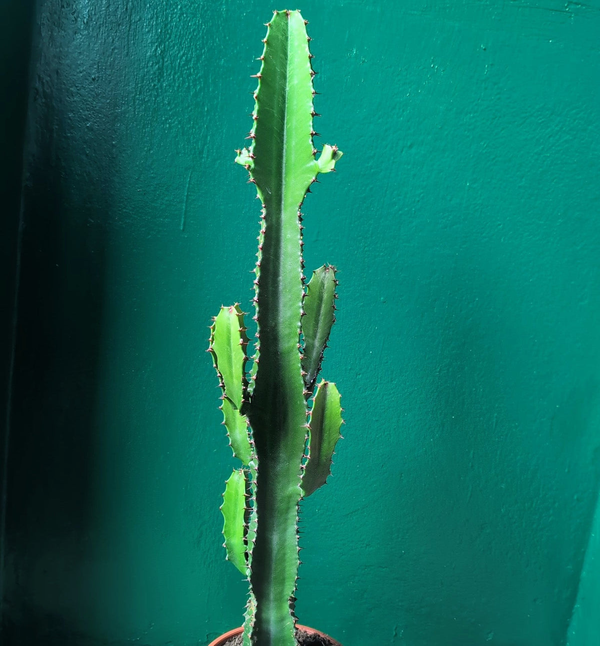 Euphorbia Acrurensis Houseplant - Desert Candle Cactus