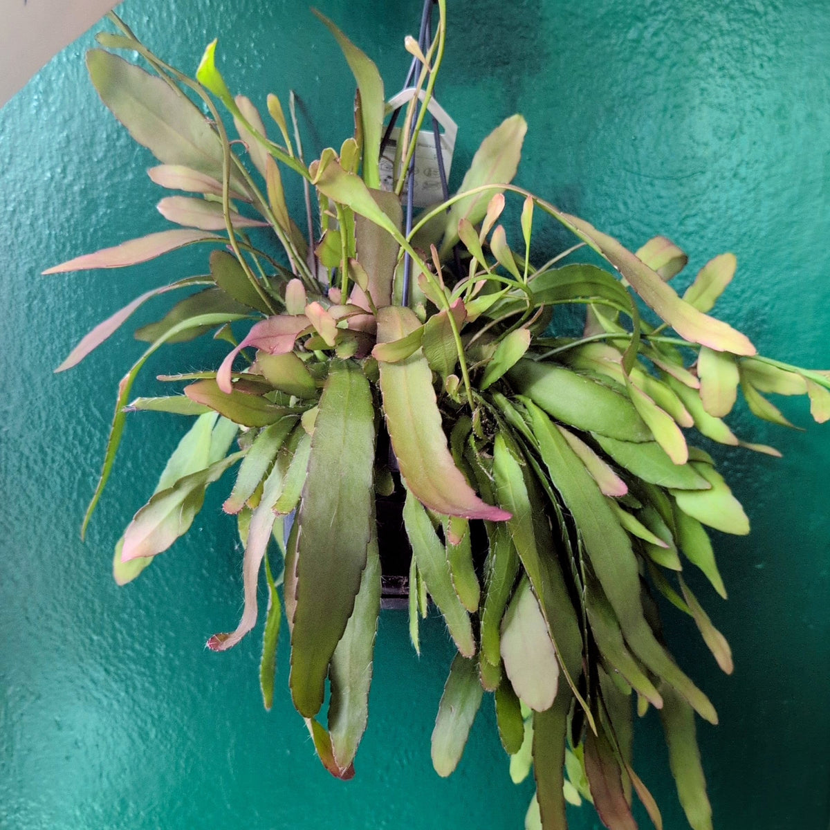 Rhipsalis Ramulosa Houseplant - Red Coral Cactus Plant