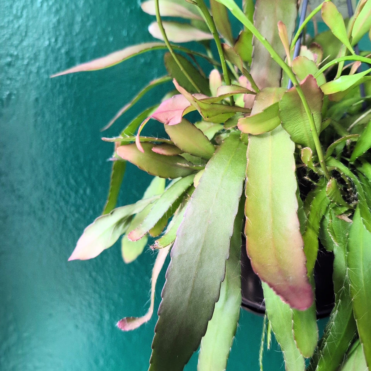 Rhipsalis Ramulosa Houseplant - Red Coral Cactus Plant