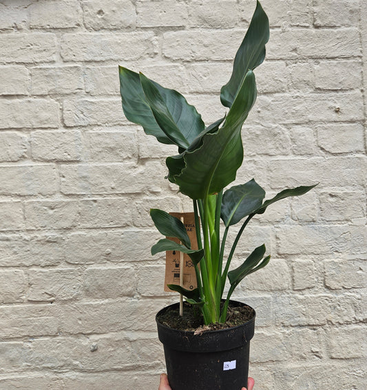 Strelitzia Reginae Plant - Orange Bird of Paradise Houseplant