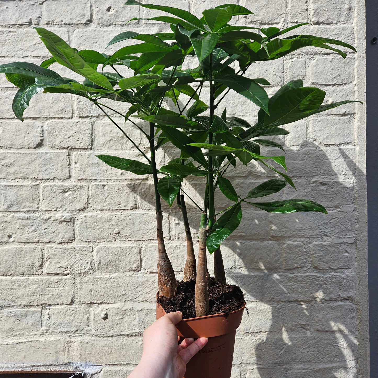 Pachira aquatica (Money Tree)