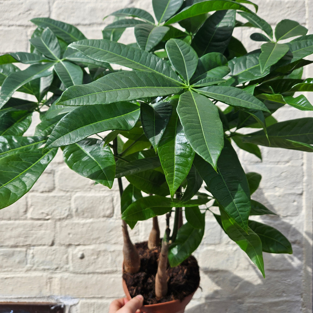 Pachira aquatica (Money Tree)