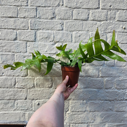 Epiphyllum chrysocardium (Fern Leaf Cactus)
