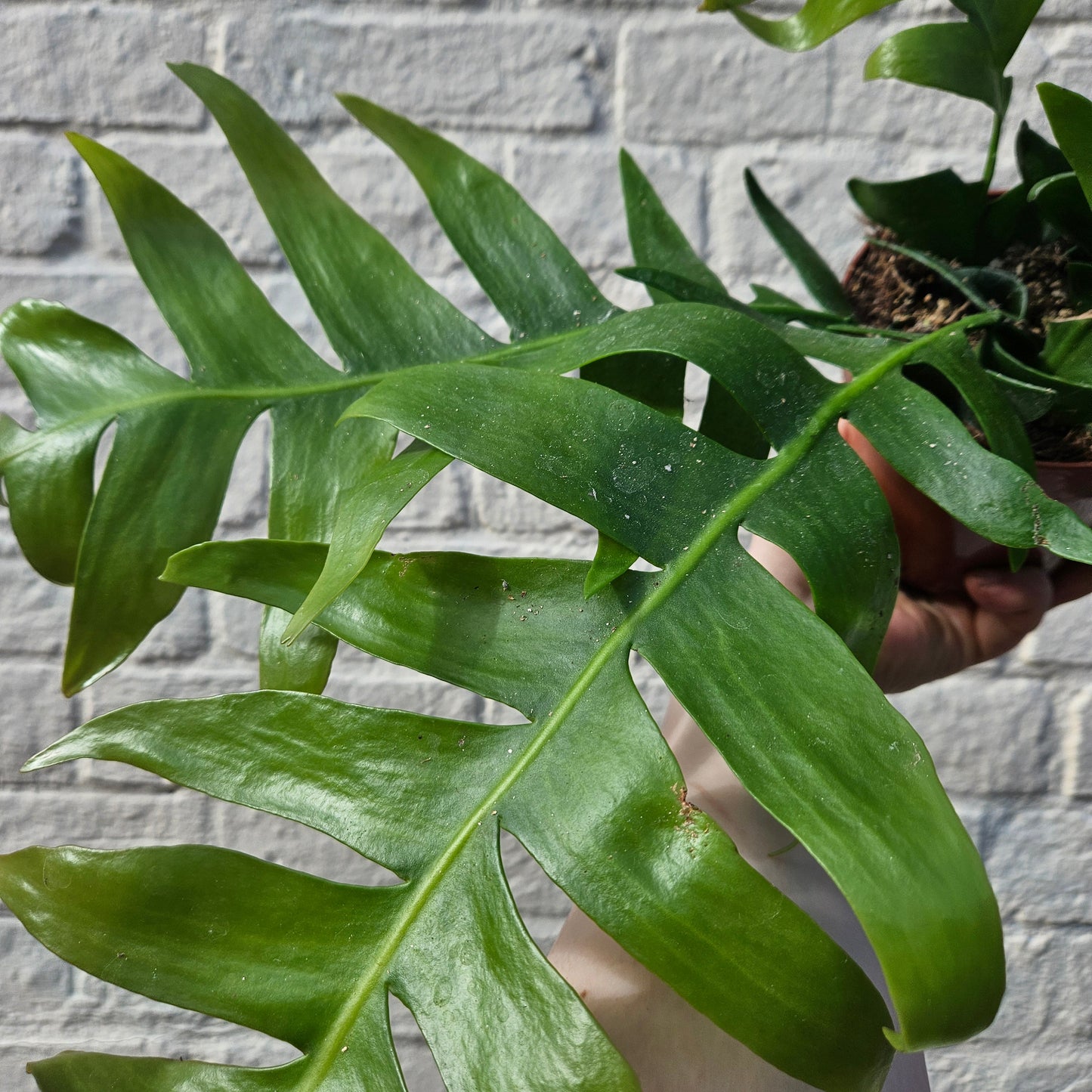 Epiphyllum chrysocardium (Fern Leaf Cactus)