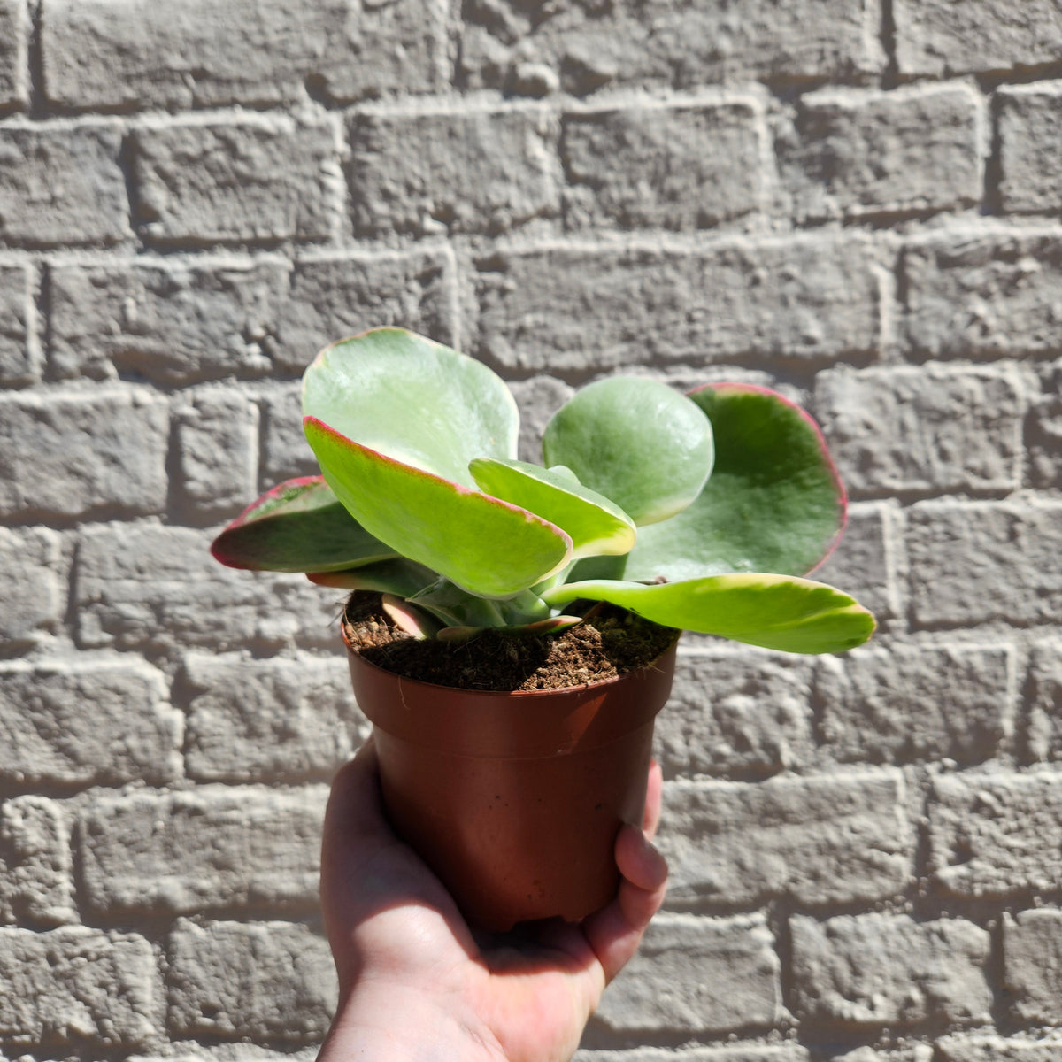 Kalanchoe thyrsiflora 'Red Lips'