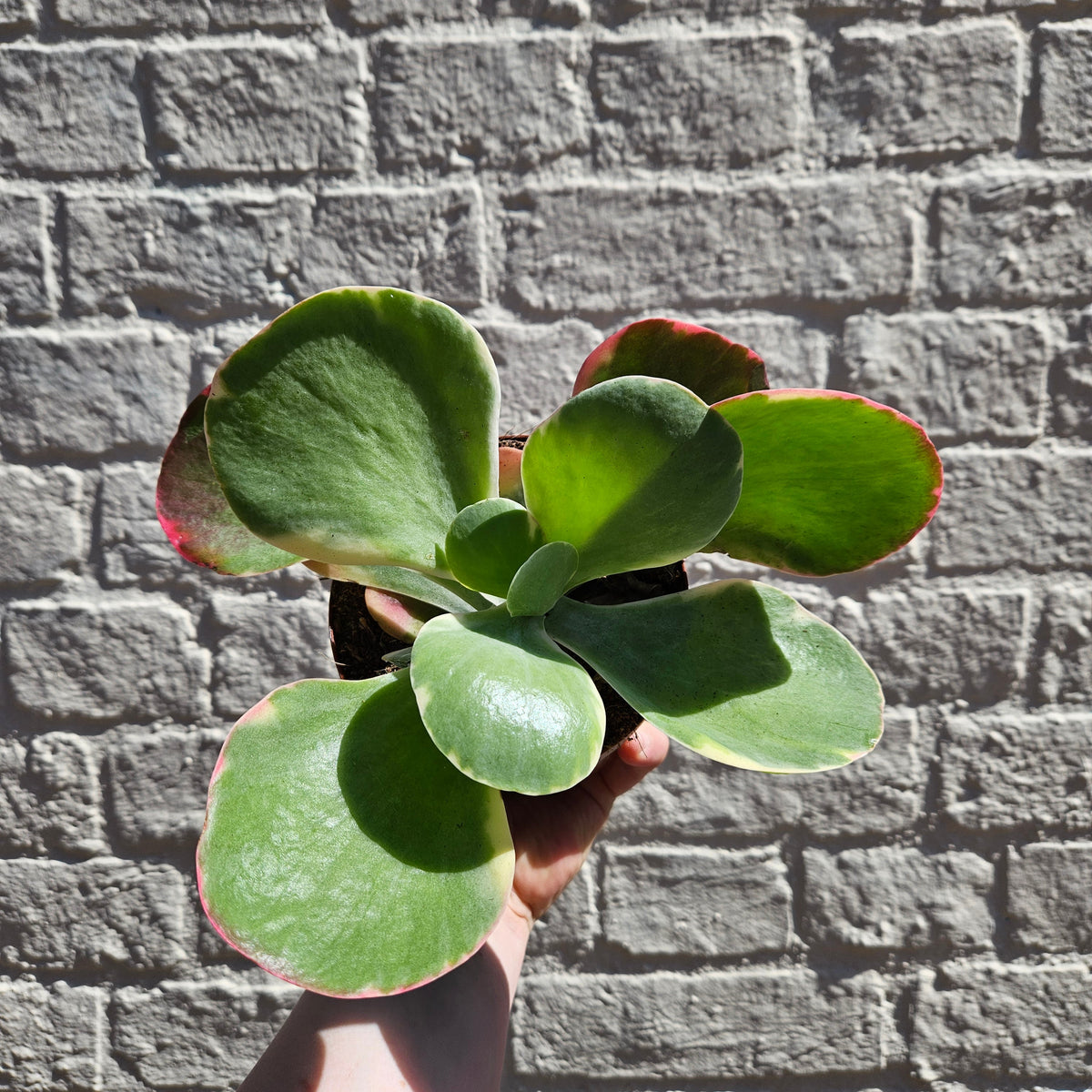 Kalanchoe thyrsiflora 'Red Lips'