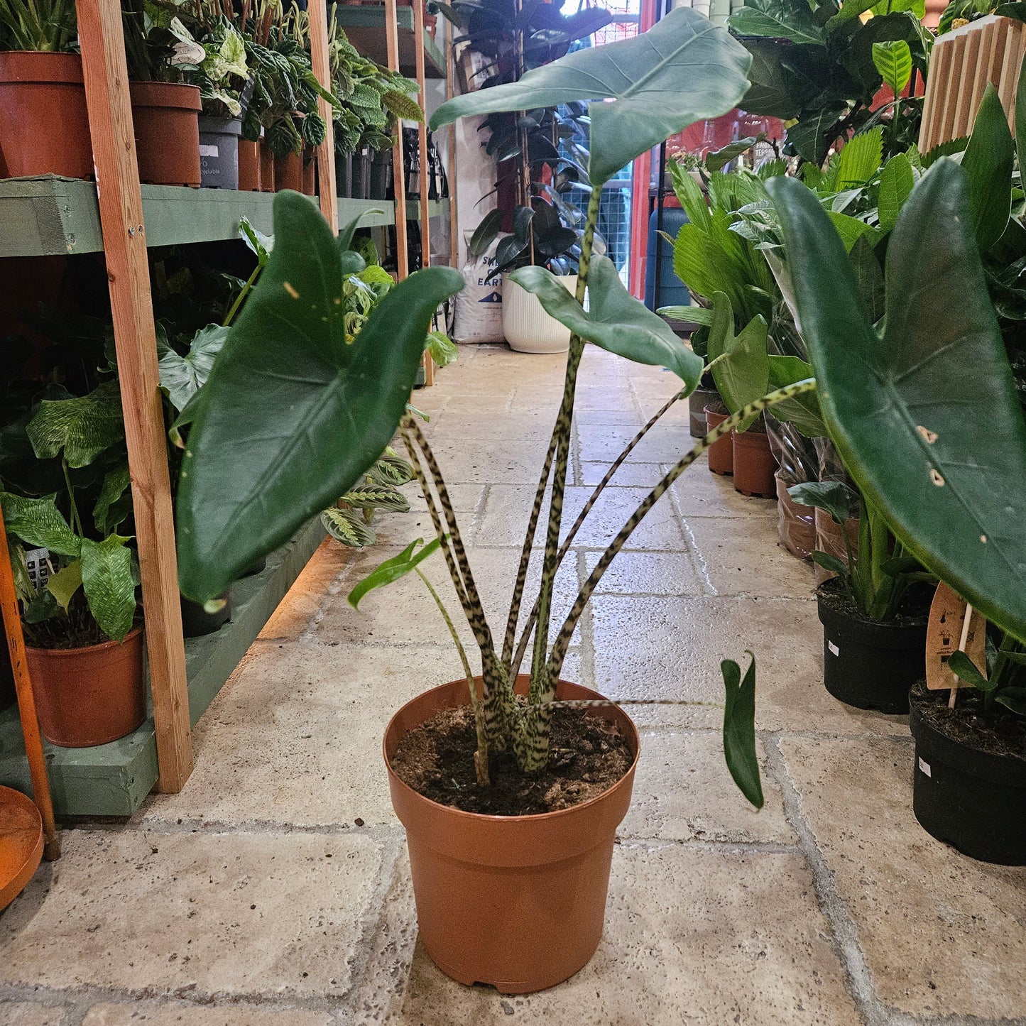 Alocasia zebrina