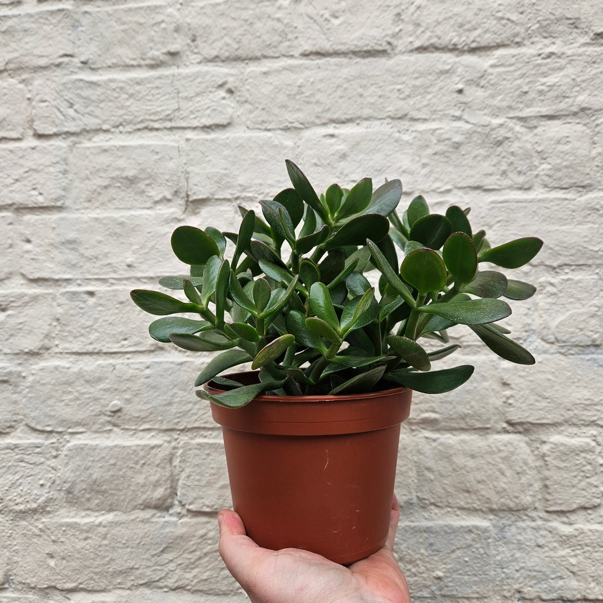 Crassula ovata (Jade plant)