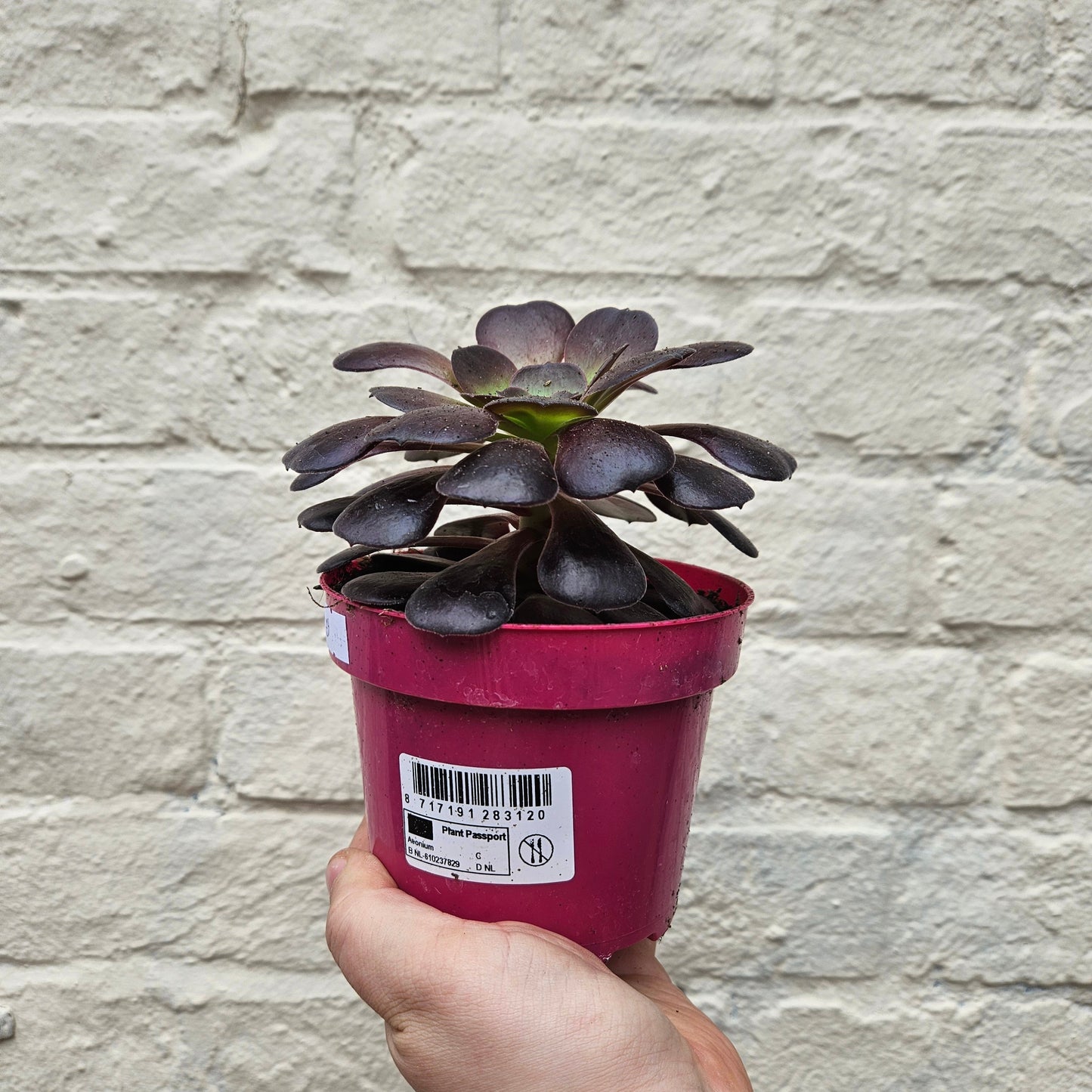 Aeonium arboreum (Houseleek Tree)