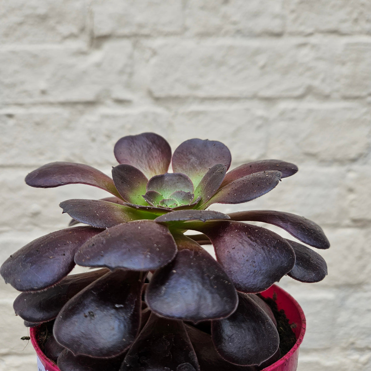 Aeonium arboreum (Houseleek Tree)