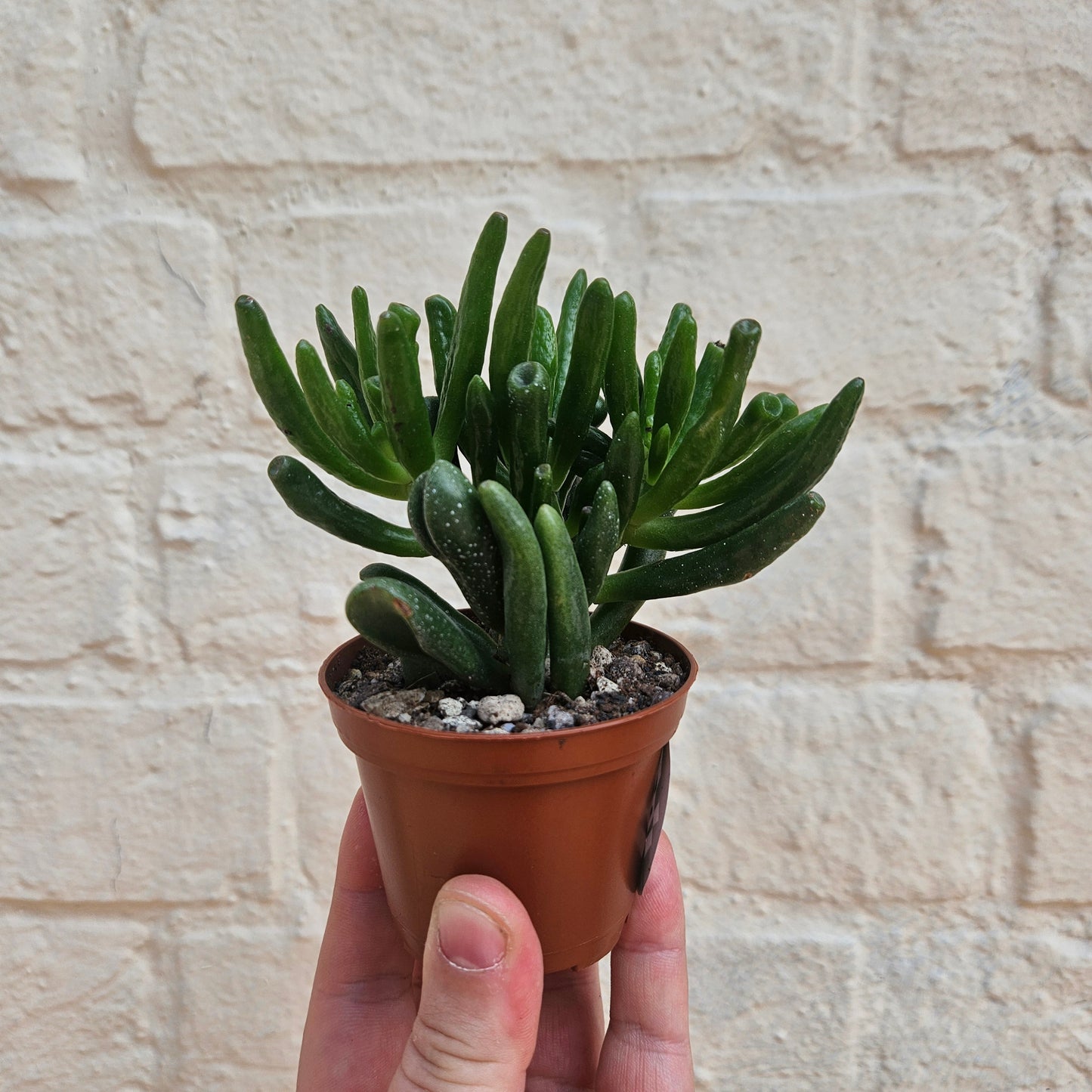 Crassula ovata 'Gollum' (Jade plant)