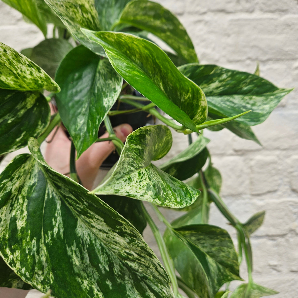 Epipremnum pinnatum 'Marble Queen' (Pothos)