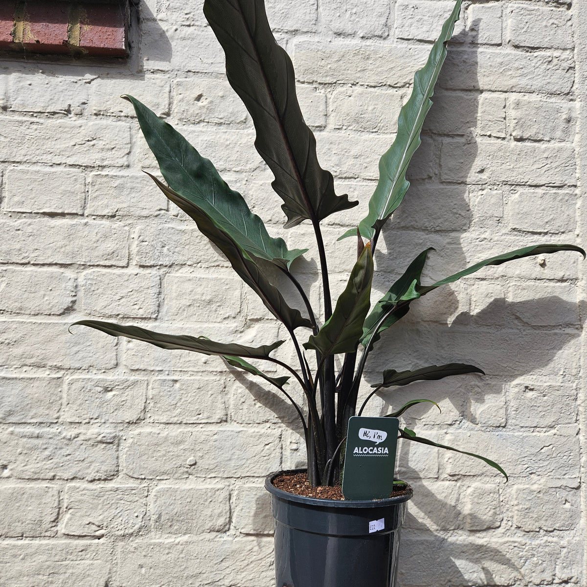 Alocasia lauterbachiana