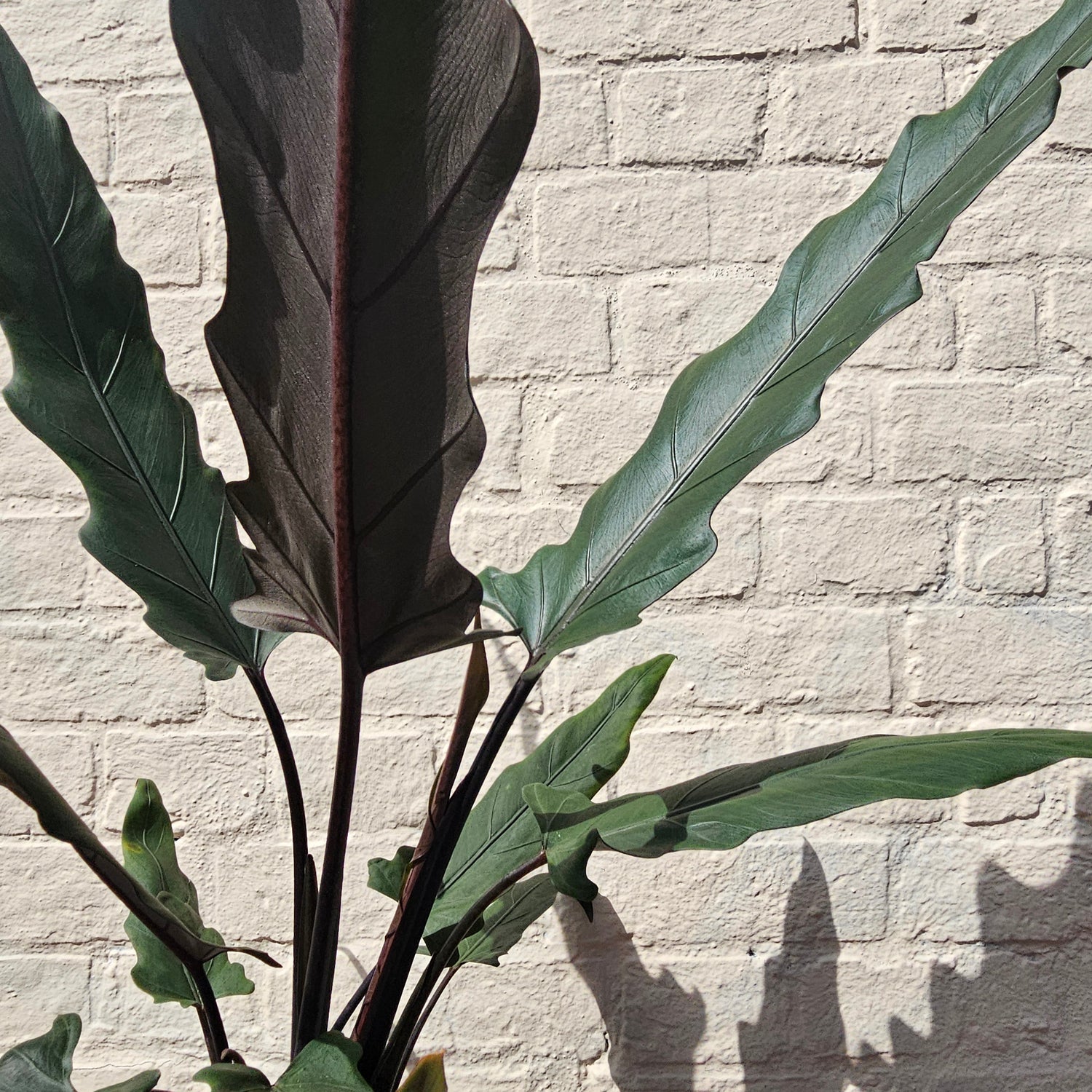 Alocasia lauterbachiana