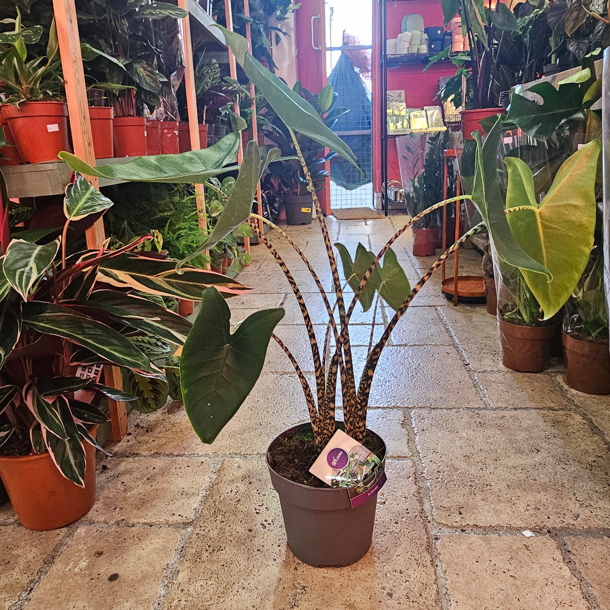 Alocasia zebrina