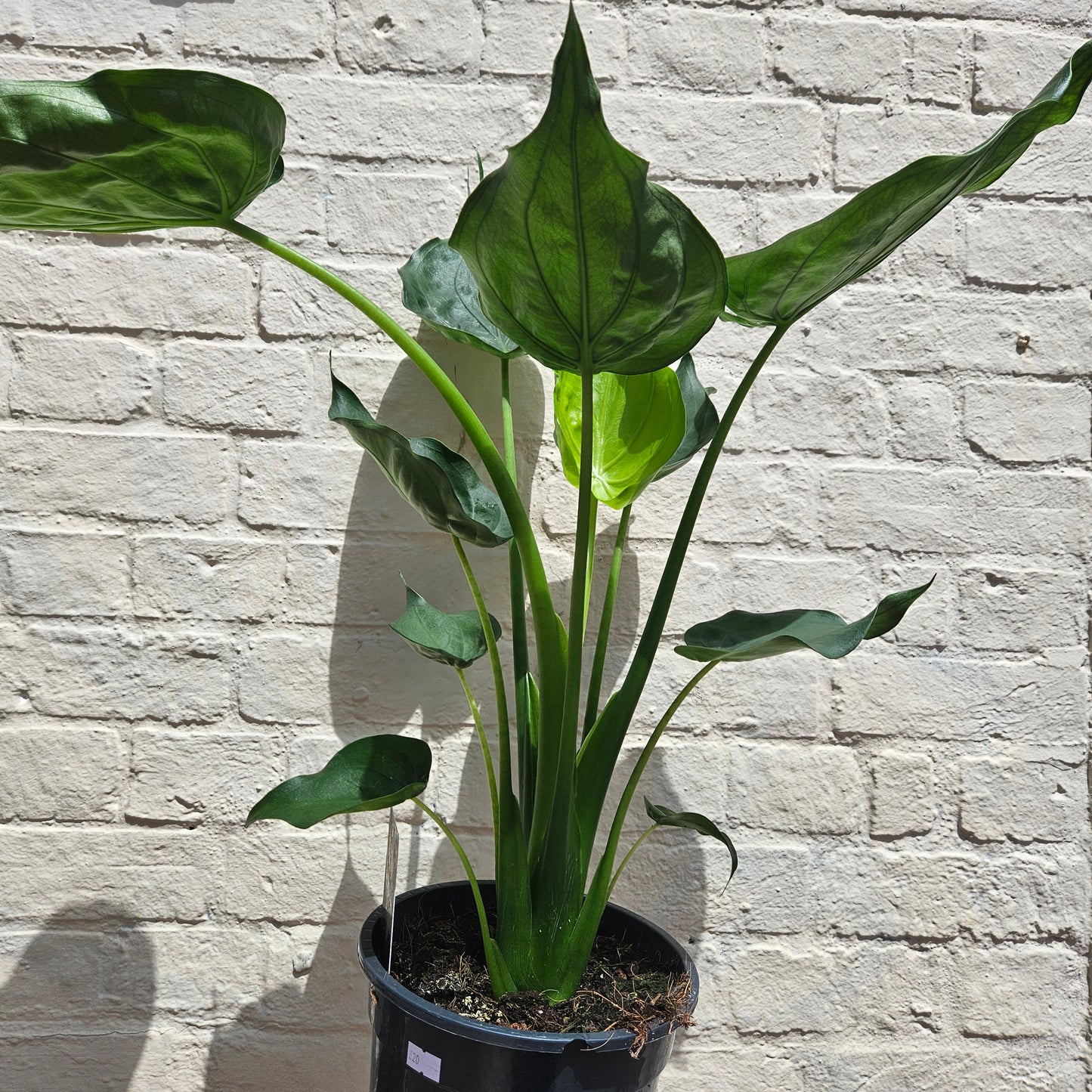 Alocasia cucullata