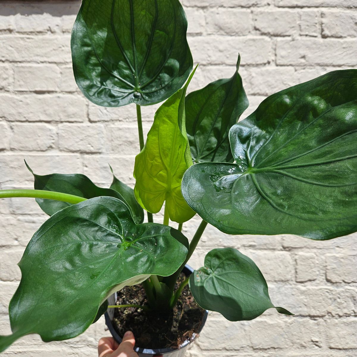 Alocasia cucullata