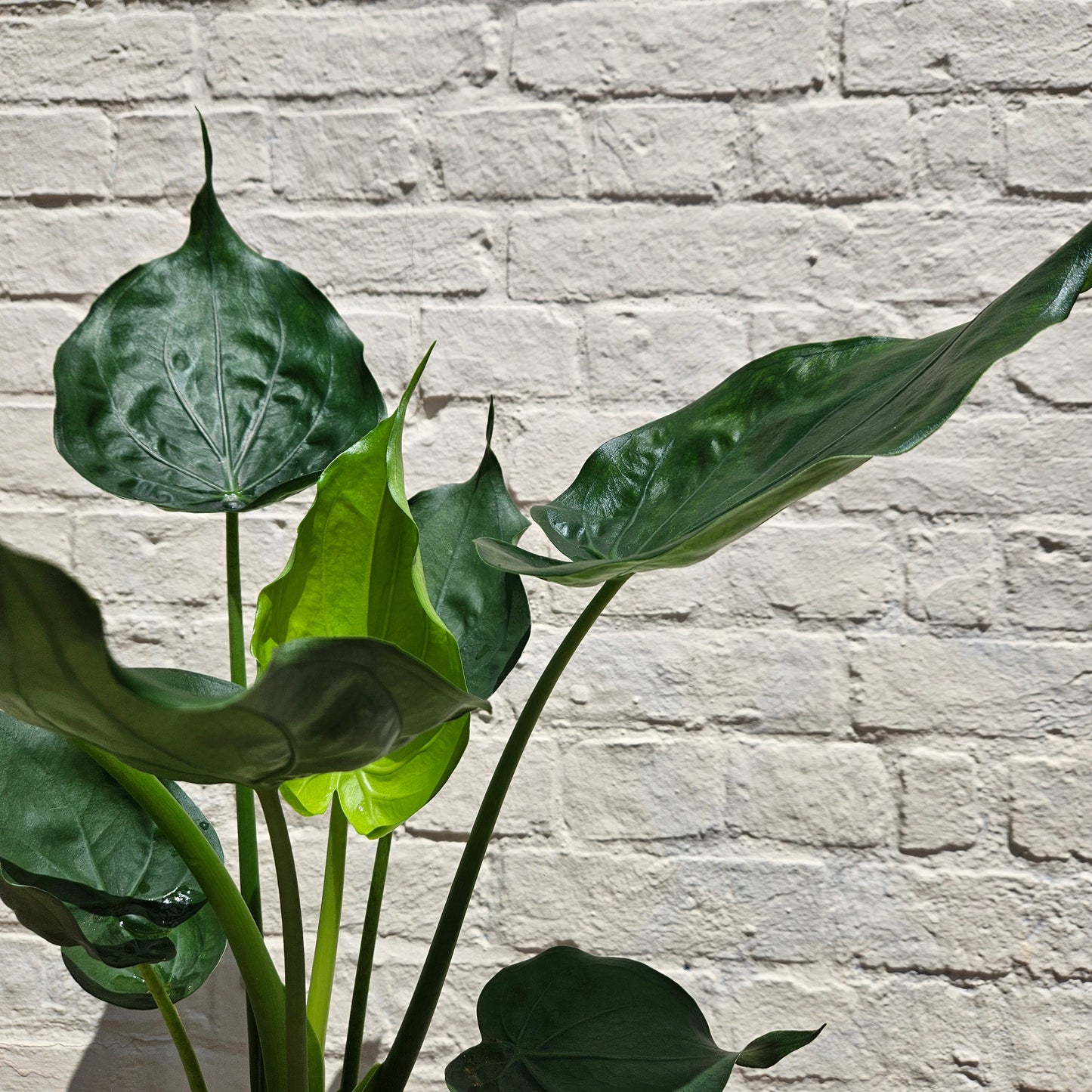 Alocasia cucullata