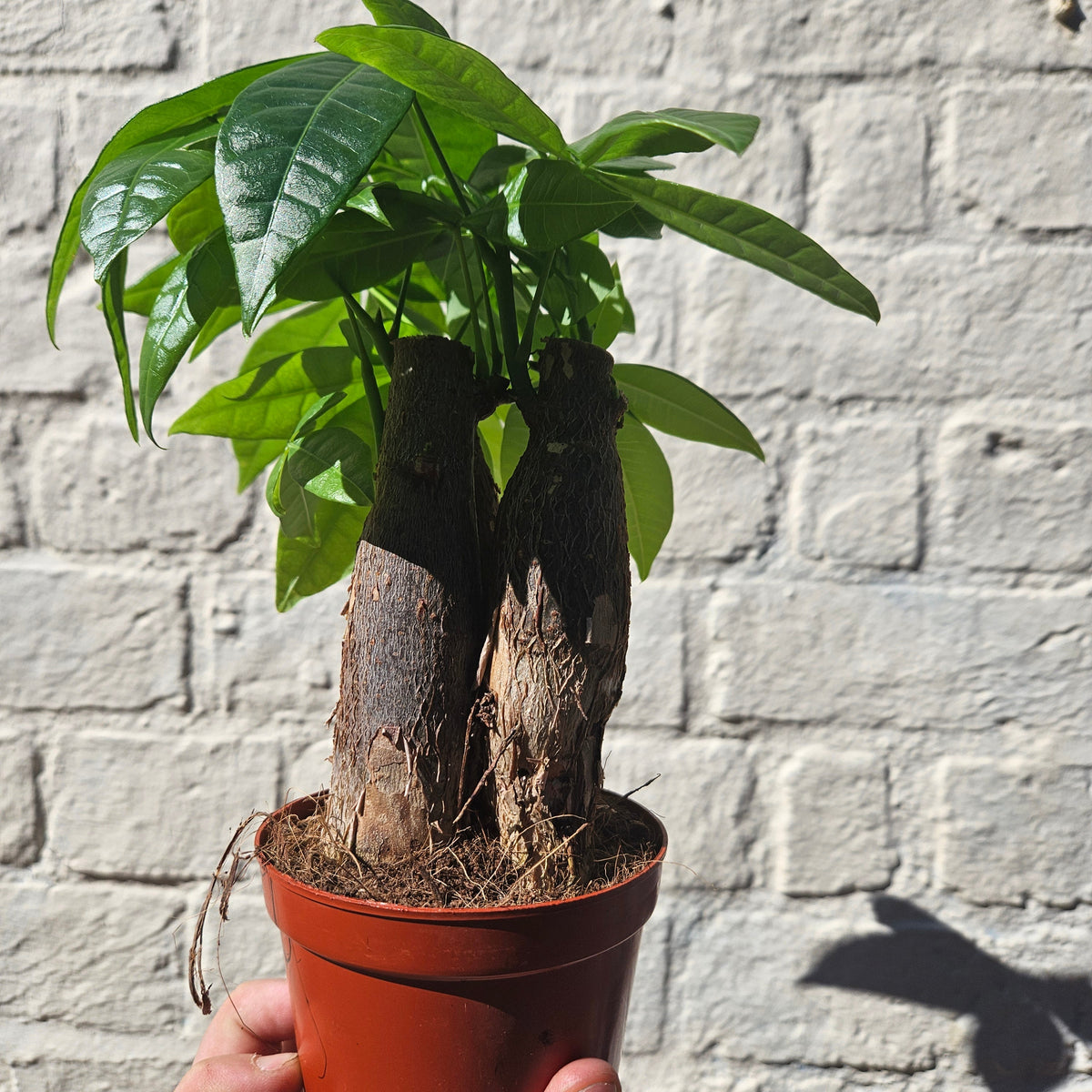 Pachira aquatica (Money Tree)
