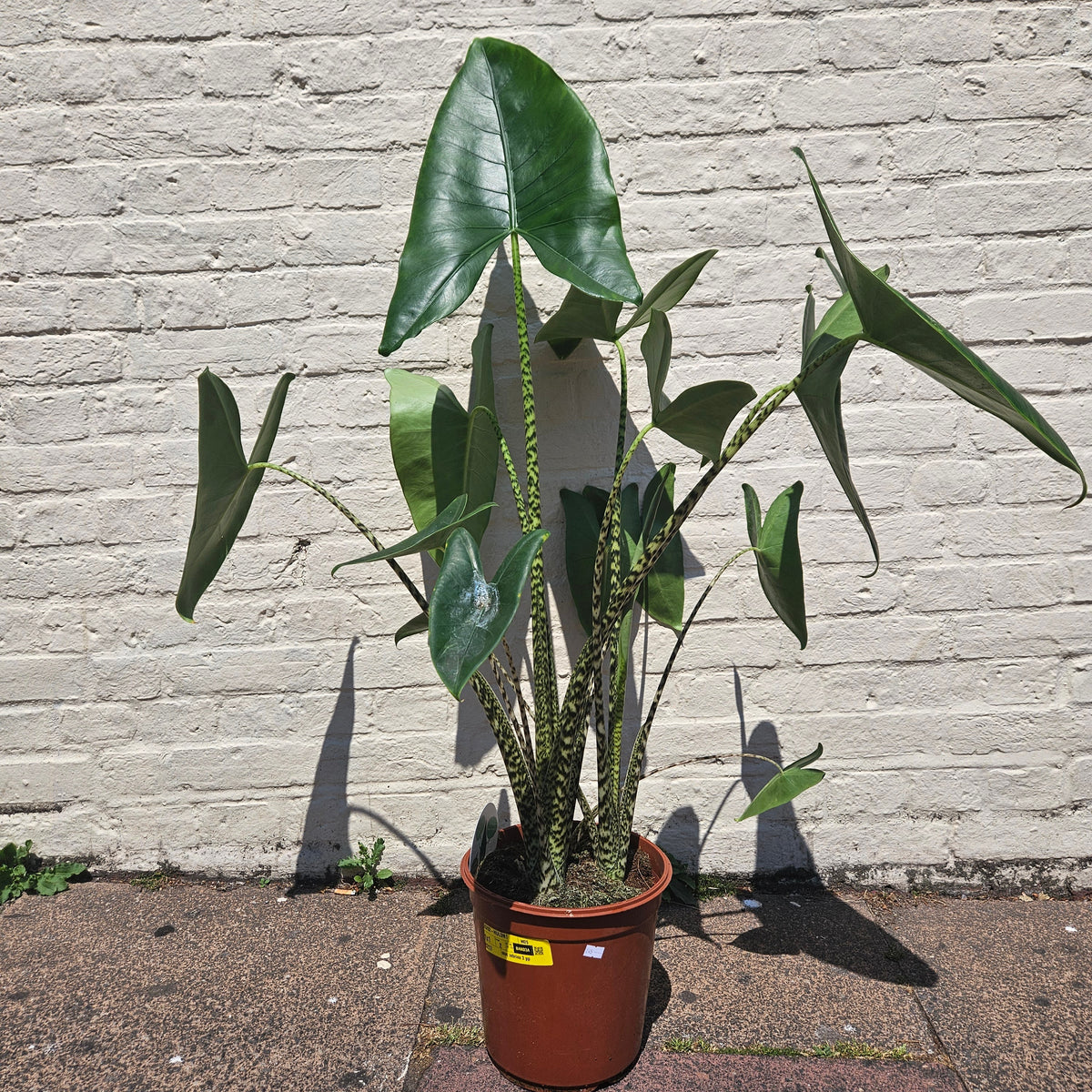 Alocasia zebrina