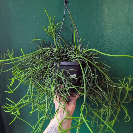 Rhipsalis Heteroclada Plant - Asymmetrical Mistletoe Cactus Houseplant