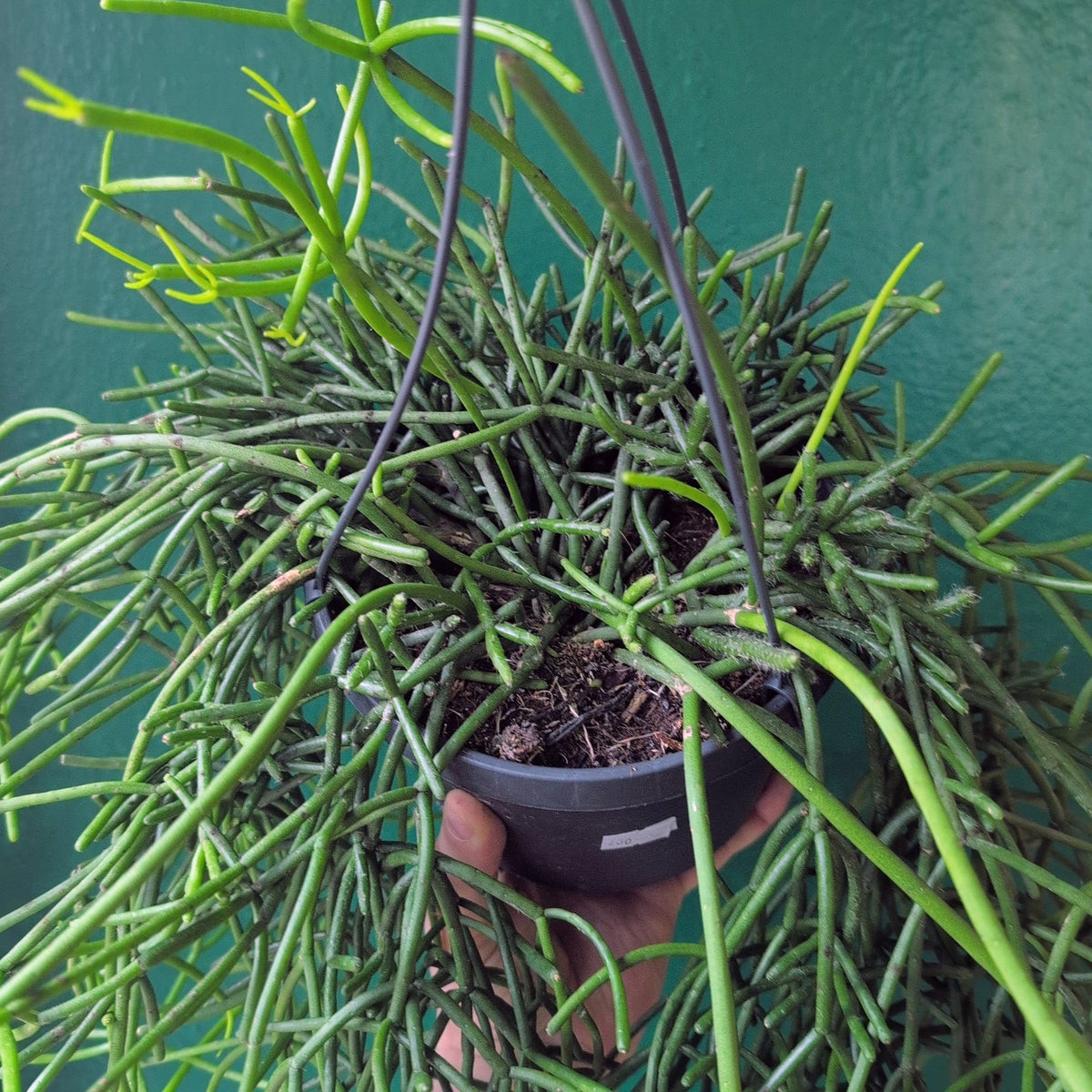 Rhipsalis Heteroclada Plant - Asymmetrical Mistletoe Cactus Houseplant