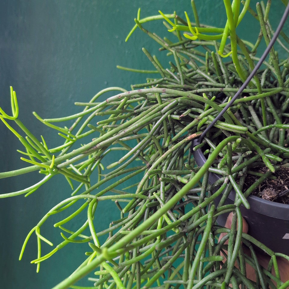 Rhipsalis Heteroclada Plant - Asymmetrical Mistletoe Cactus Houseplant