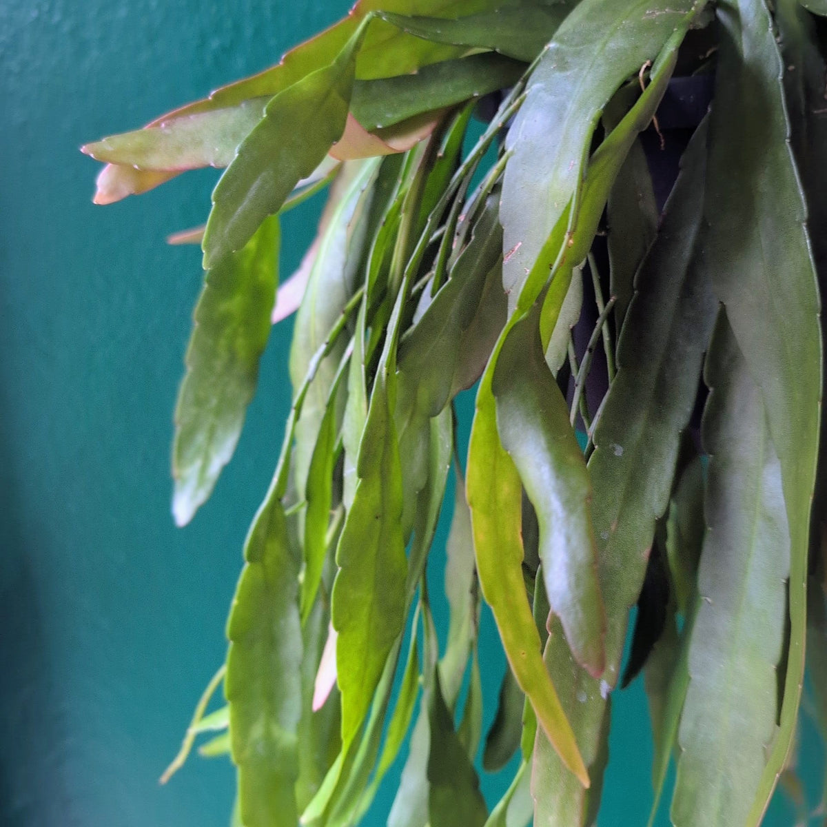 Rhipsalis Ramulosa Houseplant - Red Coral Cactus Plant
