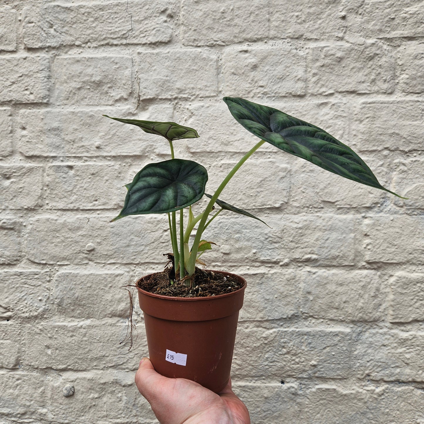 Alocasia baginda 'Dragon Scale'