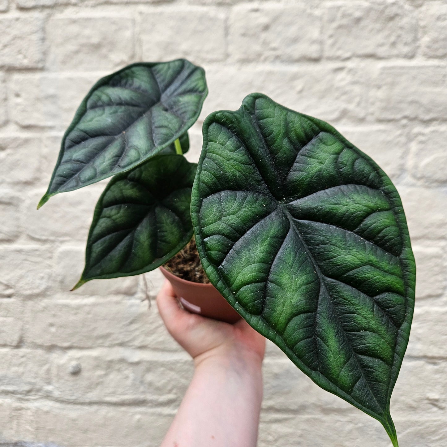 Alocasia baginda 'Dragon Scale'